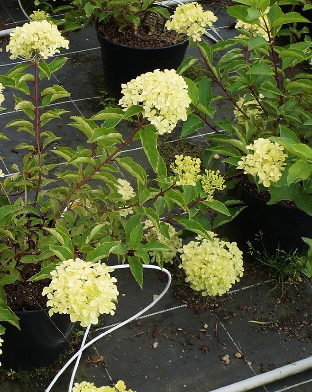 Гортензия метельчатая Перл де Фестиваль 1 шт Р9